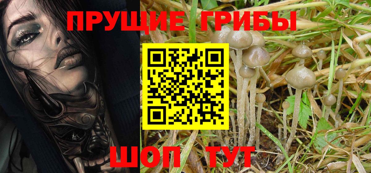 Галлюциногенные грибы Psilocybe Лесосибирск